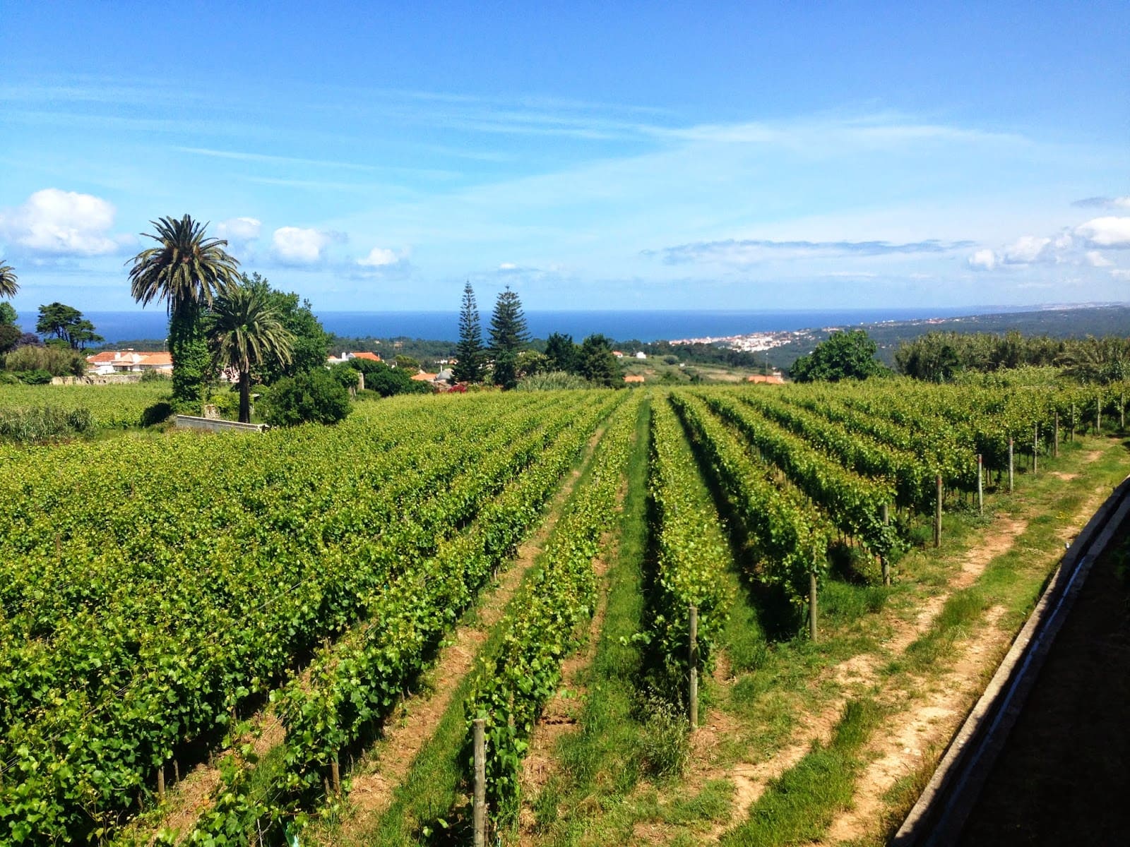 Wine tour Portugal